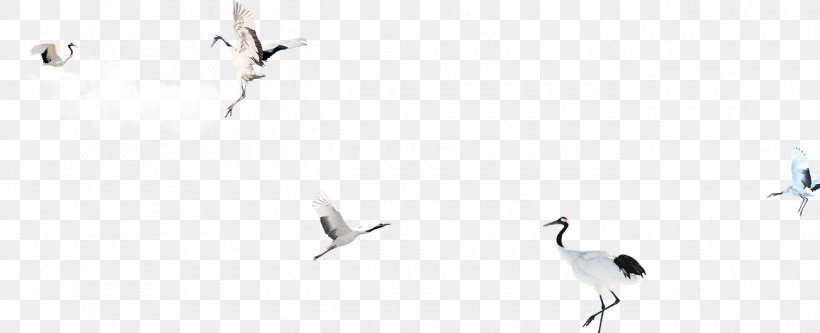 Graphic Design Brand Pattern, PNG, 1300x528px, Brand, Beak, Bird, Computer, White Download Free