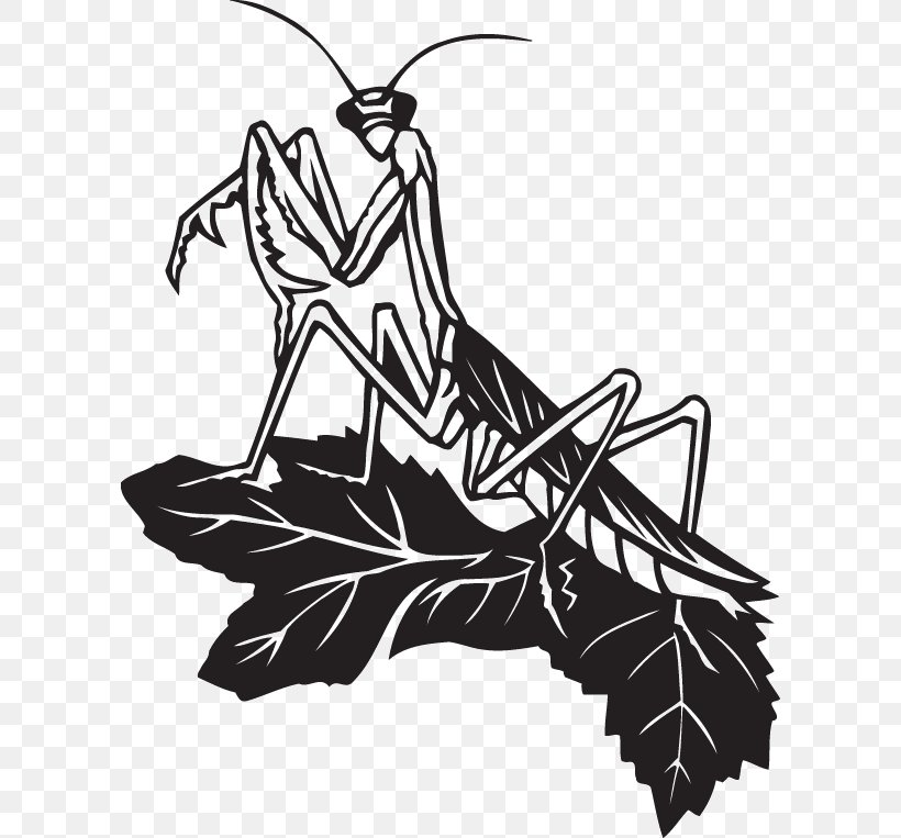 Insect Mantis Stock Photography Illustration Clip Art, PNG, 600x763px, Insect, Art, Black And White, Drawing, European Mantis Download Free