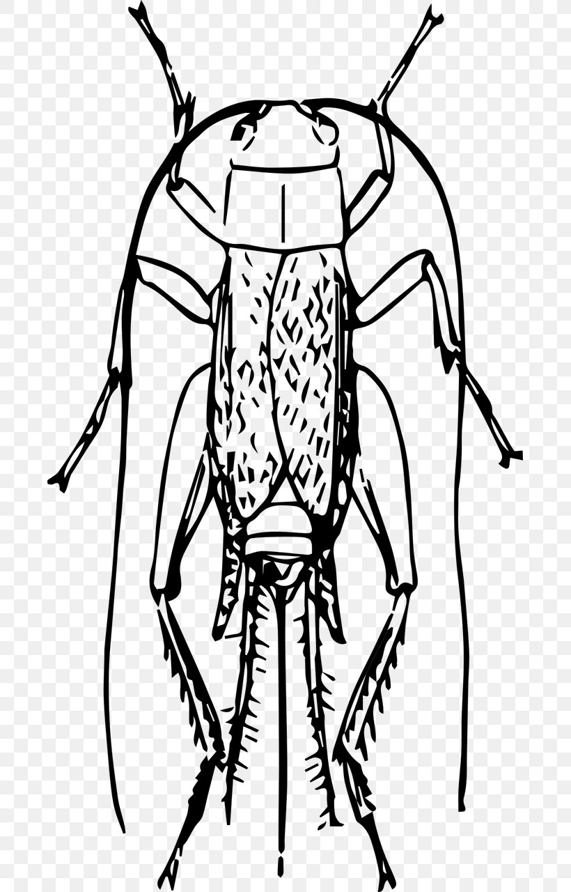 Insect Pharmore Pest Control Drawing Clip Art, PNG, 683x1280px, Insect, Artwork, Black And White, Cricket, Drawing Download Free