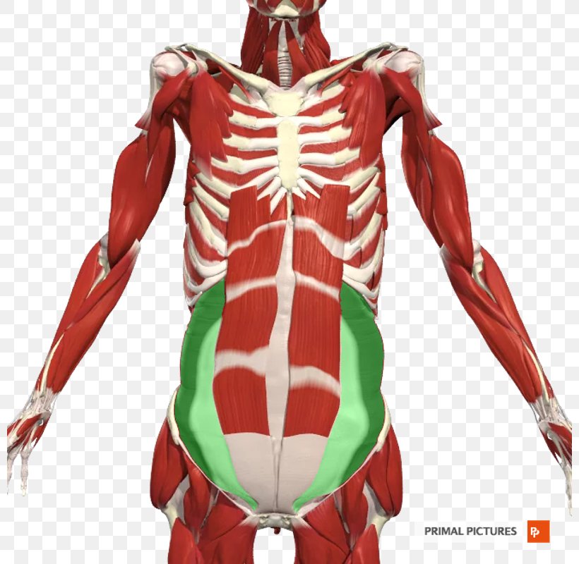 Shoulder Axilla Anatomy Nerve Intercostal Muscle, PNG, 800x800px, Shoulder, Action Figure, Anatomy, Aponeurosis, Arm Download Free