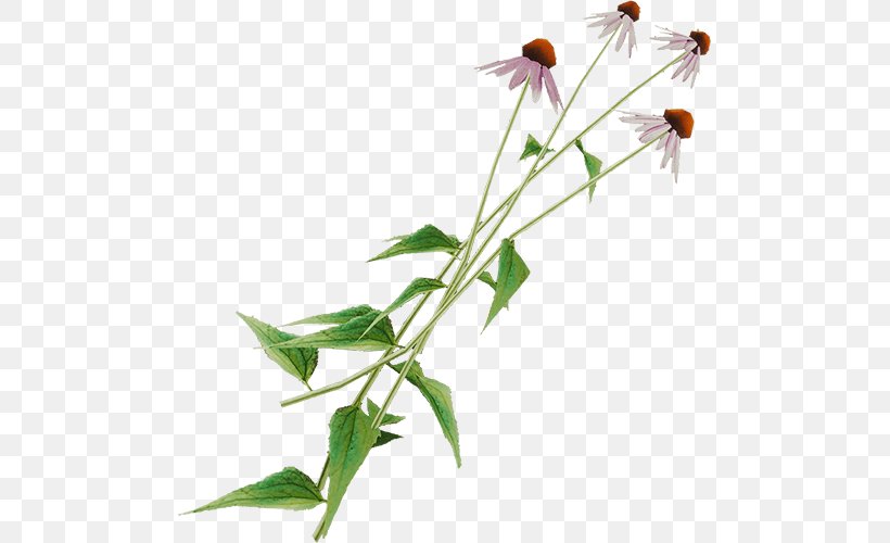 The Forest Ingredient Plant Stem Coneflower, PNG, 500x500px, Forest, Coneflower, Cooking, Eating, Energy Download Free