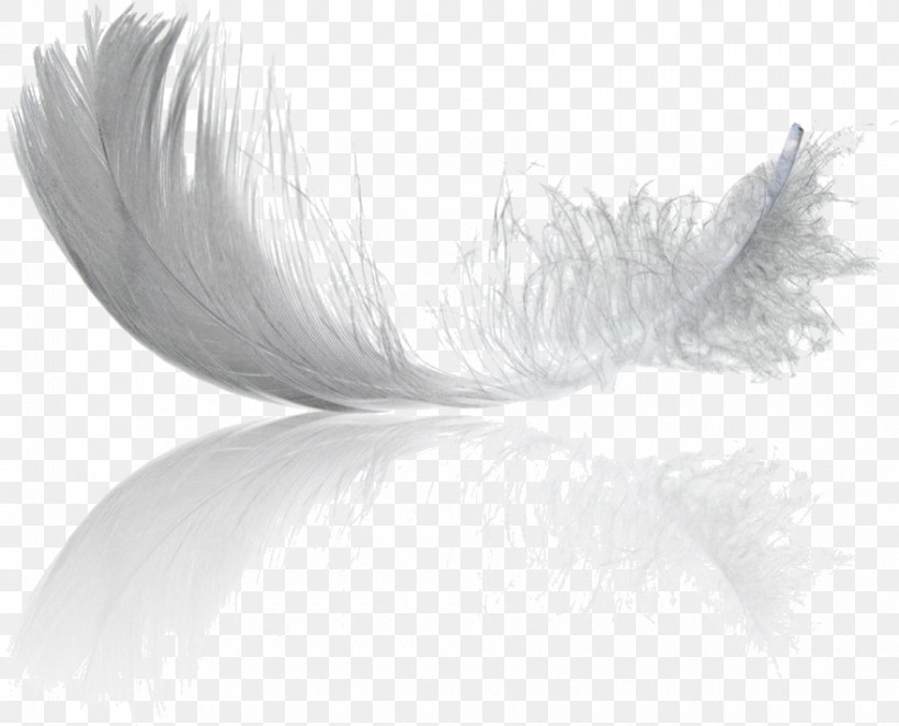 Feather, PNG, 880x712px, Feather, Natural Material, Quill, White, Wing Download Free
