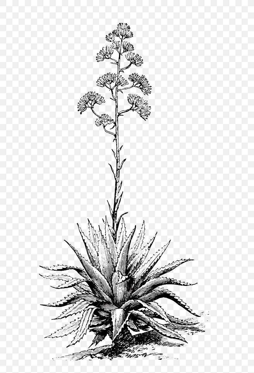 Mezcal Oaxaca Century Plant Agave Angustifolia Engraving, PNG, 648x1203px, Mezcal, Agave, Agave Angustifolia, Artwork, Black And White Download Free