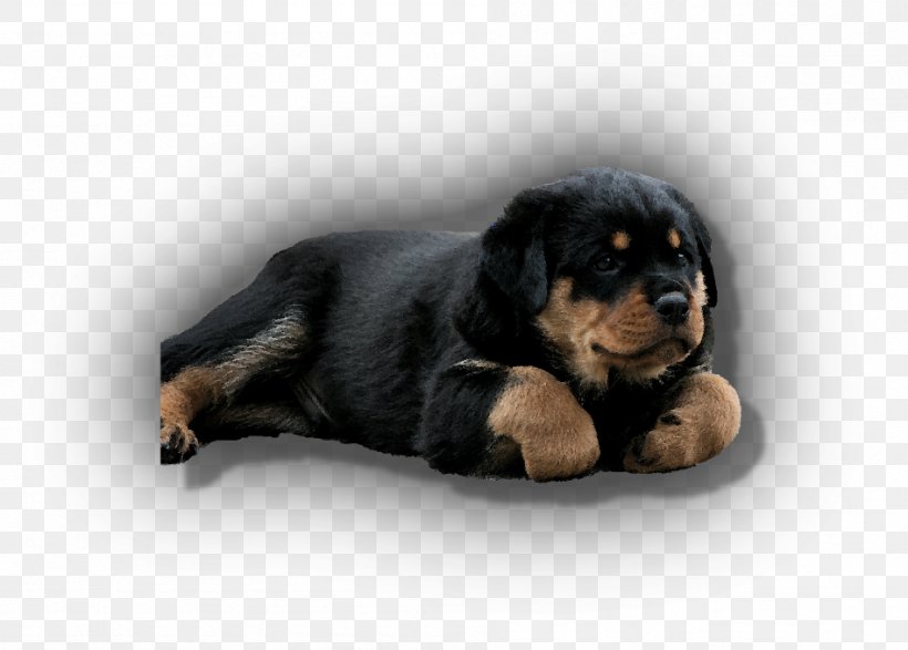 Rottweiler Puppy Companion Dog Dog Breed Snout, PNG, 948x679px, Rottweiler, Breed, Carnivoran, Companion Dog, Dog Download Free