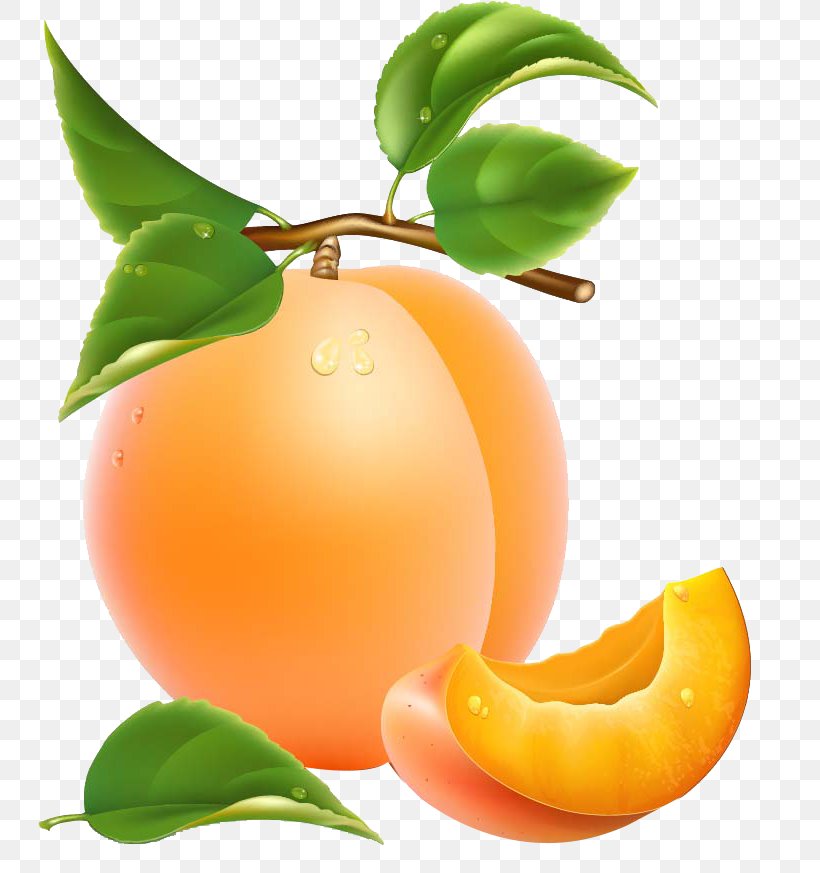 Apricot Fruit Clip Art, PNG, 764x873px, Apricot, Apple, Citrus, Diet Food, Food Download Free