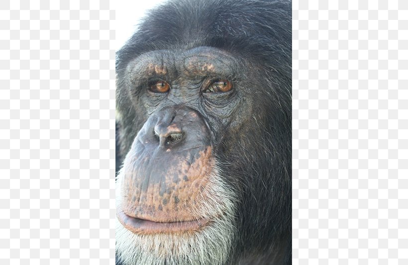 Common Chimpanzee Gorilla Primate Monkey Animal, PNG, 800x533px, Common Chimpanzee, Animal, Ape, Chimpanzee, Fauna Download Free