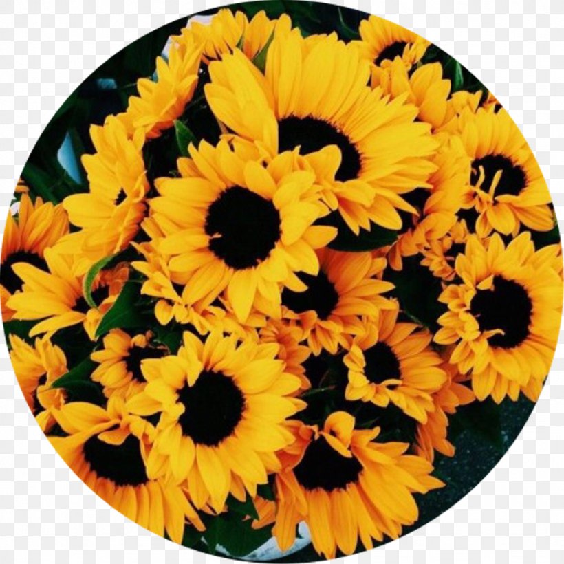 Flower Image Photograph Drawing YouTube, PNG, 1024x1024px, Flower, Annual Plant, Art, Calendula, Collage Download Free