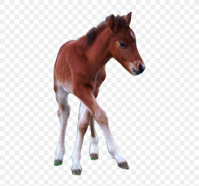 Foal Hackney Pony Hackney Horse Stallion, PNG, 900x841px, Foal, Animal Figure, Bridle, Colt, Hackney Horse Download Free