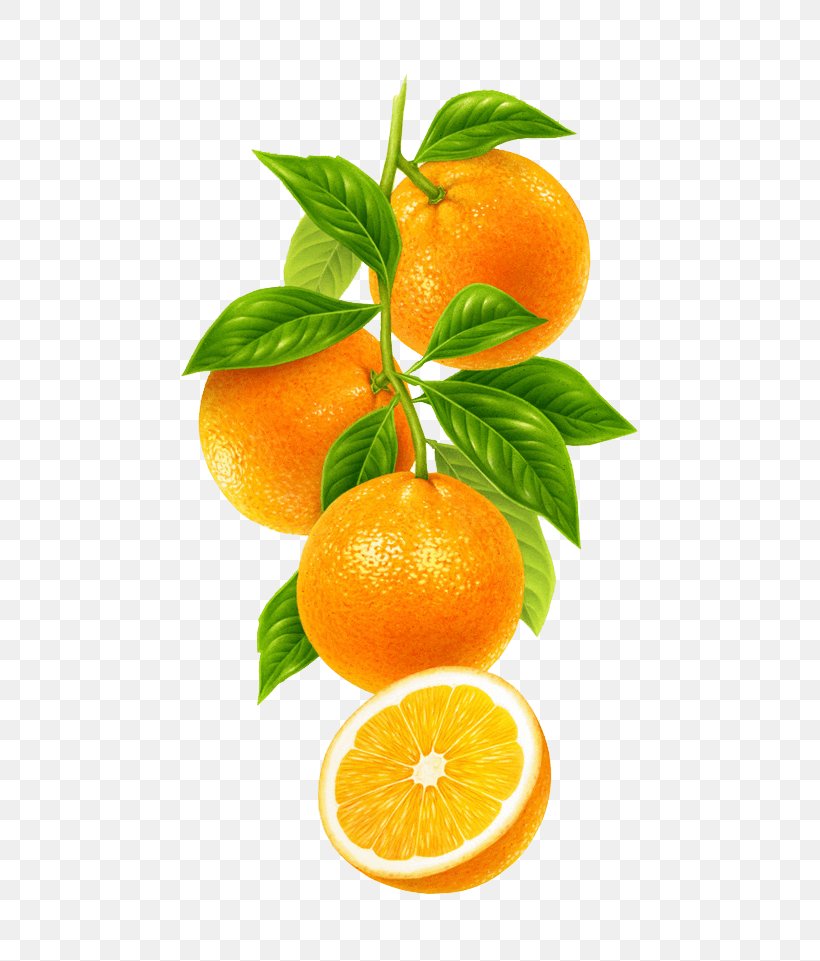 Orange, PNG, 650x961px, Citrus, Bitter Orange, Clementine, Food, Fruit Download Free