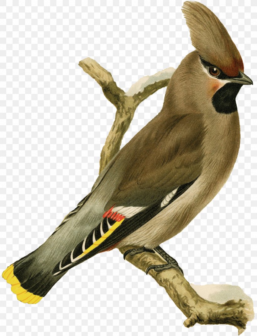 Beak Finches Bohemian Waxwing Bird Eurasian Jay, PNG, 1375x1800px, Watercolor, Cartoon, Flower, Frame, Heart Download Free