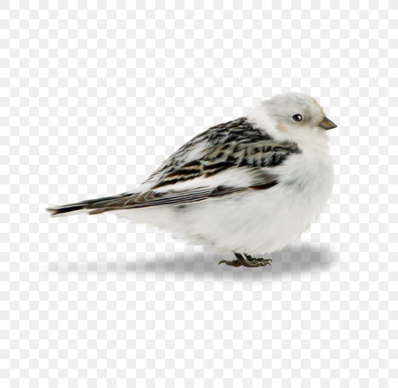 Bird Owl Sparrow Finches Clip Art, PNG, 800x800px, Bird, American Sparrows, Beak, Bird Of Prey, Black And White Warbler Download Free
