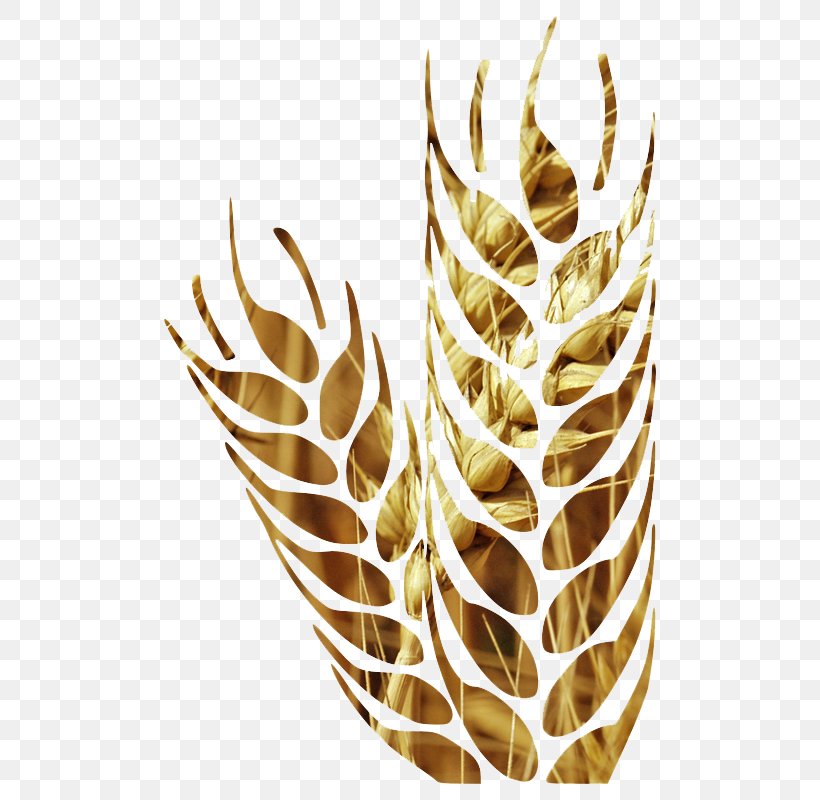 Cereal Wheat Euclidean Vector Agriculture, PNG, 566x800px, Cereal, Agriculture, Commodity, Ear, Grain Download Free