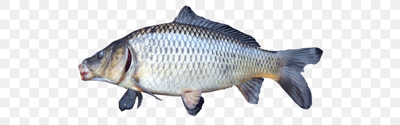 Common Carp Tilapia Freshwater Fish Carp Fishing, PNG, 512x256px, Common Carp, Animal, Animal Figure, Barramundi, Bony Fish Download Free