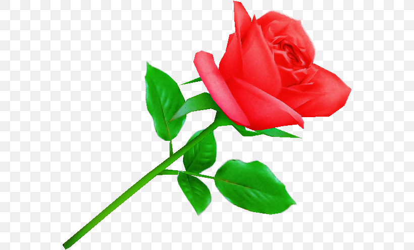 Garden Roses, PNG, 575x495px, Garden Roses, Cabbage Rose, China Rose, Cut Flowers, Floribunda Download Free