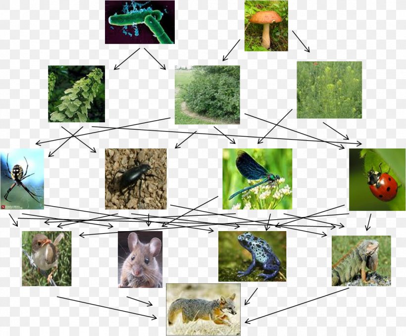 Red Fox Arctic Fox Food Chain Food Web Fennec Fox, PNG, 1164x964px, Red Fox, Arctic Fox, Canidae, Community, Eating Download Free