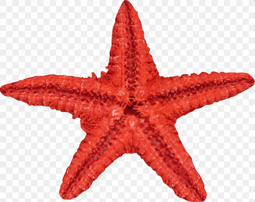 Starfish Echinoderm Image Clip Art, PNG, 2333x1854px, Starfish, Echinoderm, Invertebrate, Marine Invertebrates, Organism Download Free