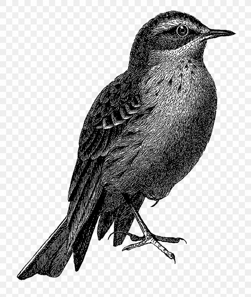 Bird Illustrations Clip Art Work Of Art, PNG, 1352x1600px, Bird Illustrations, Art, Beak, Bird, Black And White Download Free