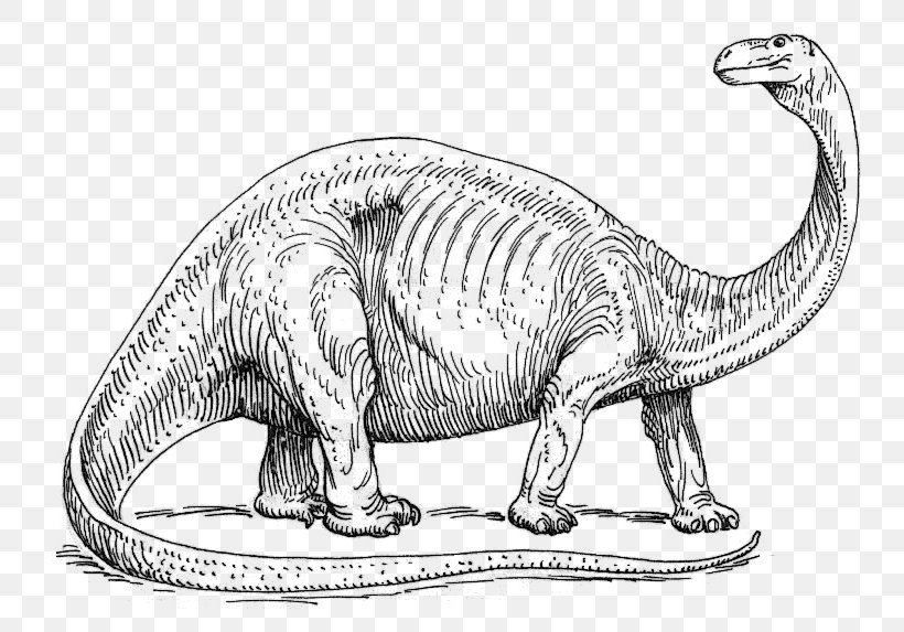Brontosaurus Apatosaurus Coloring Book Stegosaurus Child, PNG, 807x573px, Brontosaurus, Animal Figure, Apatosaurus, Black And White, Carnivora Download Free