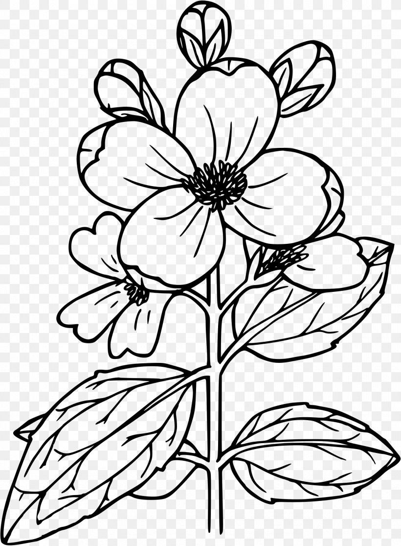 Drawing Lewis' Mock-orange Clip Art, PNG, 1765x2400px, Drawing, Black And White, Botanical Illustration, Branch, Cut Flowers Download Free