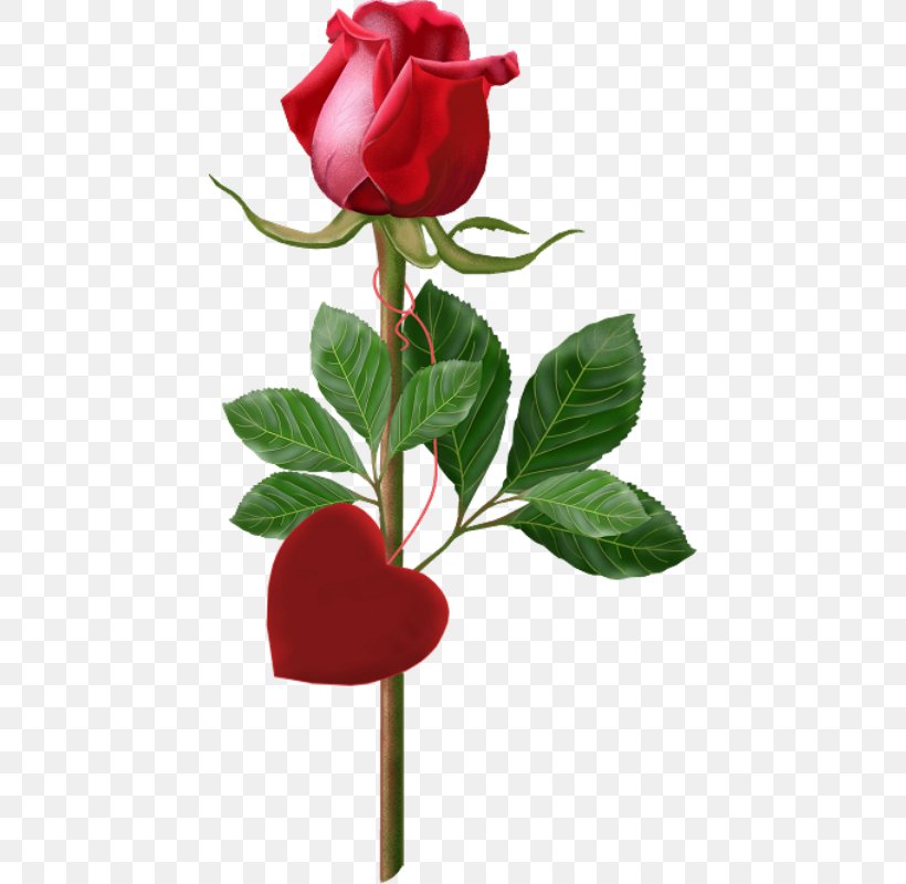 Rose Morning Wallpaper, PNG, 442x800px, Rose, Animation, Branch, Bud, Cut Flowers Download Free