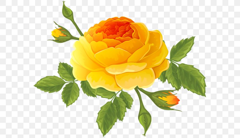Centifolia Roses Flower Floral Design Art Clip Art, PNG, 600x472px, Centifolia Roses, Art, Bud, Cut Flowers, Floral Design Download Free