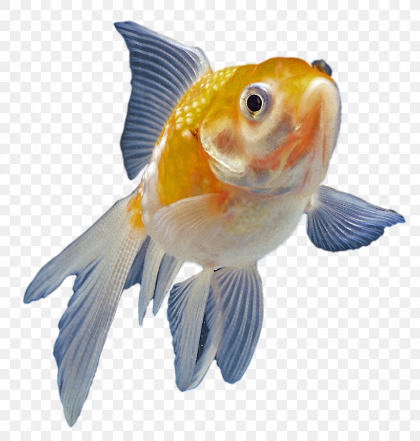 Goldfish Aquarium Ornamental Fish, PNG, 1429x1500px, Goldfish, Animal, Aquarium, Aquatic Animal, Bony Fish Download Free
