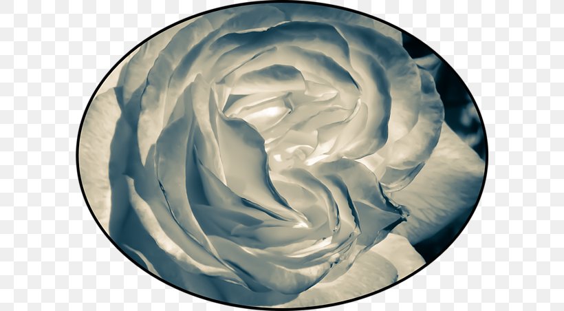 Petal, PNG, 600x452px, Petal, Blue, Flower, Rose, Rose Family Download Free