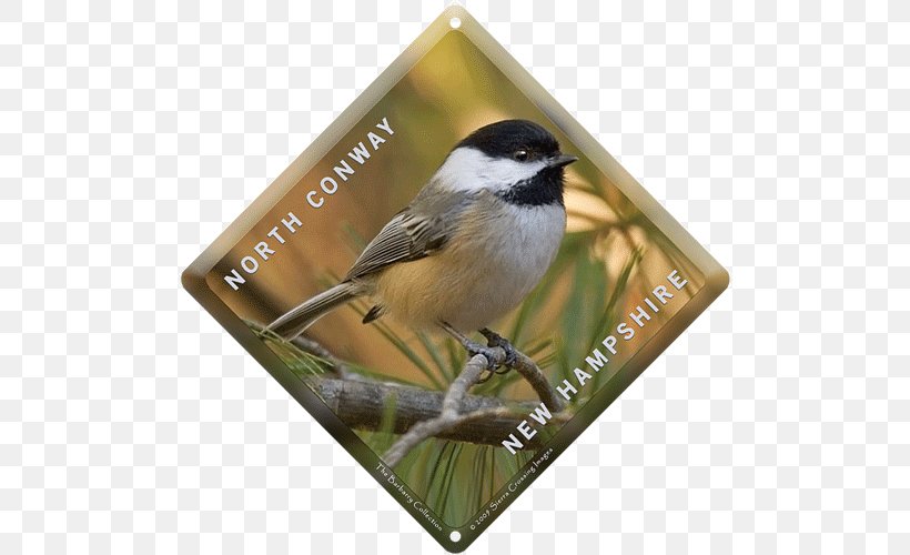 Beak Fauna Chickadee American Sparrows, PNG, 500x500px, Beak, American Sparrows, Bird, Chickadee, Emberizidae Download Free