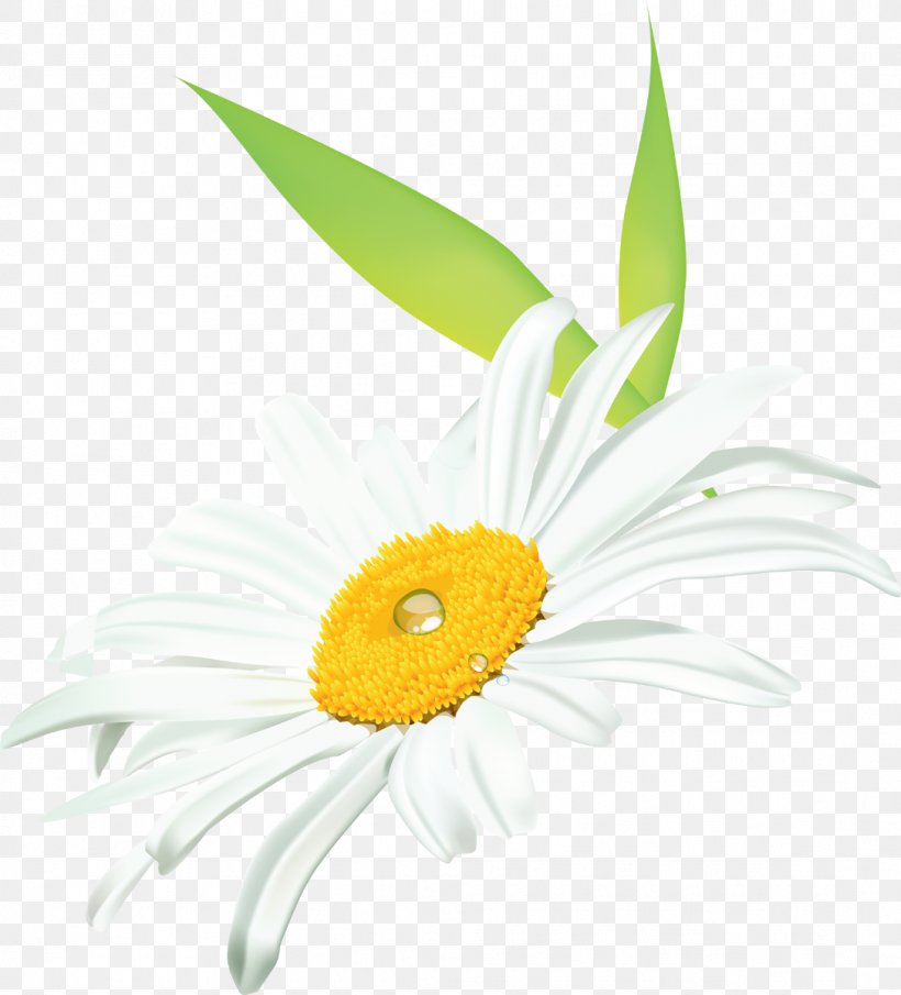 German Chamomile Tripleurospermum, PNG, 1087x1200px, German Chamomile, Chamomile, Cut Flowers, Daisy, Daisy Family Download Free