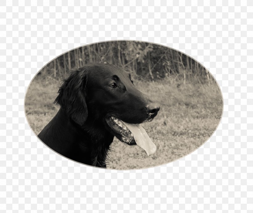 Labrador Retriever Flat-Coated Retriever Boykin Spaniel Dog Breed, PNG, 1800x1515px, Labrador Retriever, Black, Boykin Spaniel, Breed, Carnivoran Download Free