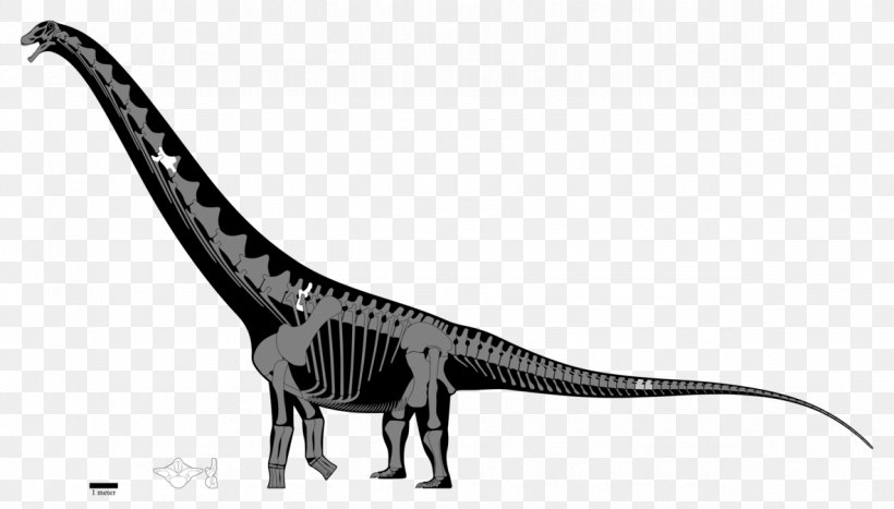Puertasaurus Argentinosaurus Late Cretaceous Futalognkosaurus Apatosaurus, PNG, 1183x675px, Puertasaurus, Animal Figure, Apatosaurus, Argentinosaurus, Black And White Download Free