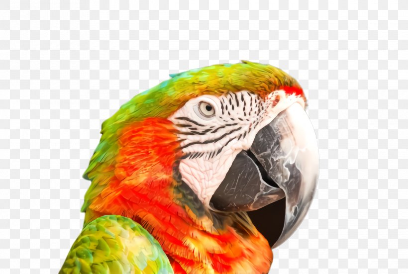 Colorful Background, PNG, 2440x1640px, Parrot, Beak, Bird, Budgie, Closeup Download Free