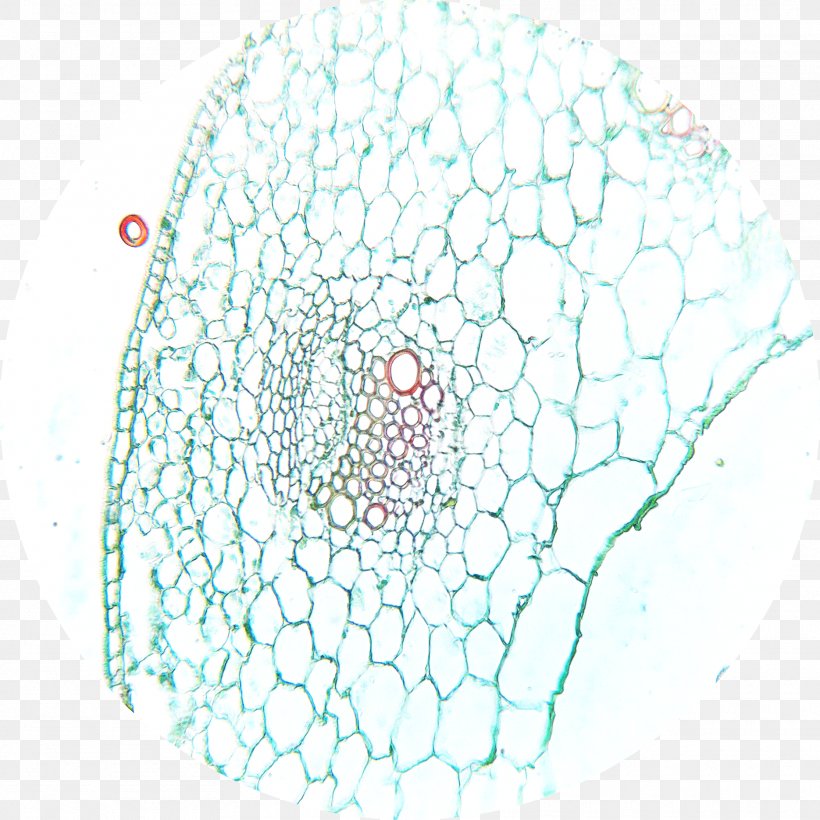 Dicotyledon Microscope Slides Plant Stem, PNG, 1870x1870px, Dicotyledon, Aqua, Area, Doily, Drawing Download Free
