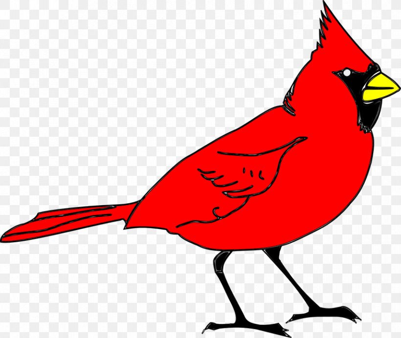 Northern Cardinal St. Louis Cardinals Clip Art, PNG, 853x720px, Northern Cardinal, Art, Artwork, Beak, Bird Download Free