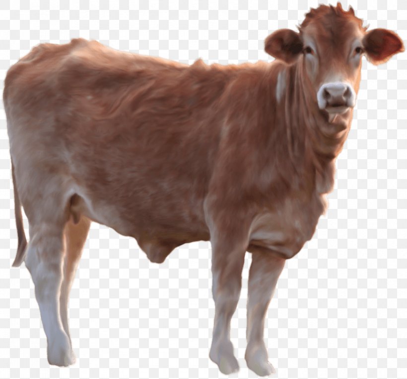 Holstein Friesian Cattle Beef Cattle Gyr Cattle Transparency, PNG, 850x790px, Holstein Friesian Cattle, Beef Cattle, Bull, Calf, Cattle Download Free