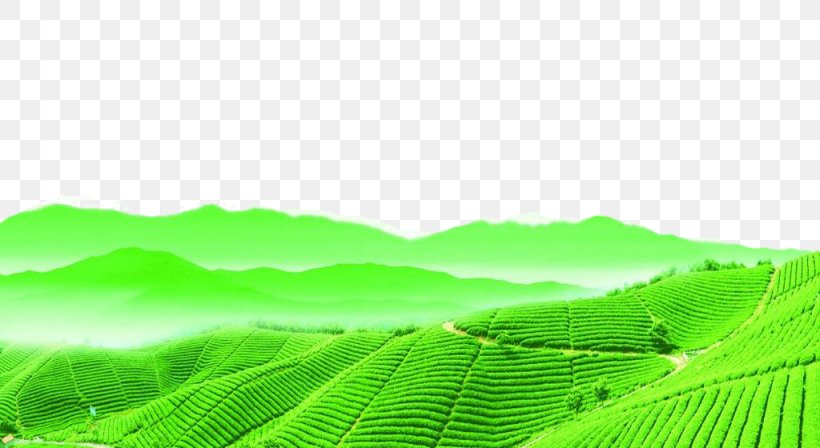 Tea Terrain Icon, PNG, 1024x560px, Tea, Agriculture, Computer, Field, Grass Download Free
