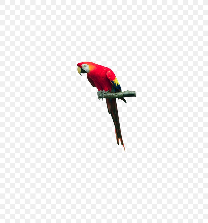 Macaw Bird Parrot Lories And Lorikeets, PNG, 778x876px, Macaw, Beak, Bird, Lories And Lorikeets, Lorikeet Download Free
