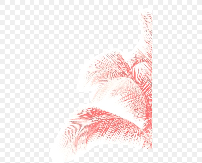 Ministry Of Reggaeton Vol.2 Pink M Feather Close-up, PNG, 417x663px, Pink M, Arecaceae, Certificate Of Deposit, Close Up, Closeup Download Free
