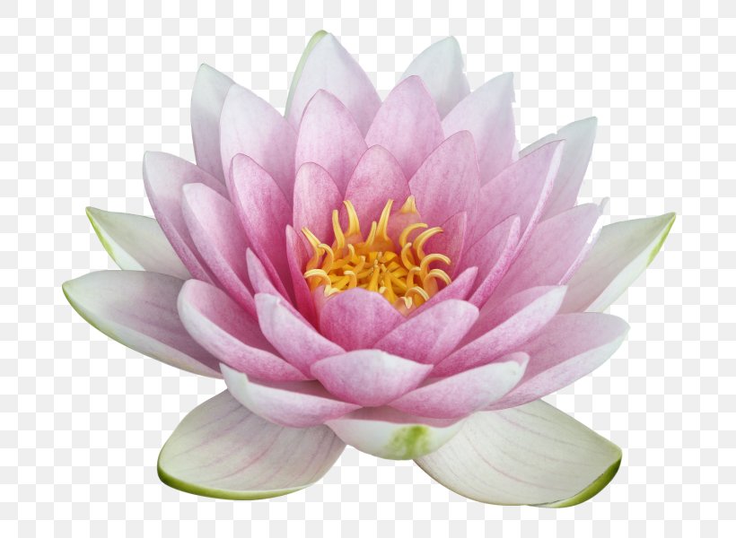 Nelumbo Nucifera Clip Art, PNG, 738x600px, Nelumbo Nucifera, Aquatic Plant, Aquatic Plants, Cut Flowers, Dahlia Download Free