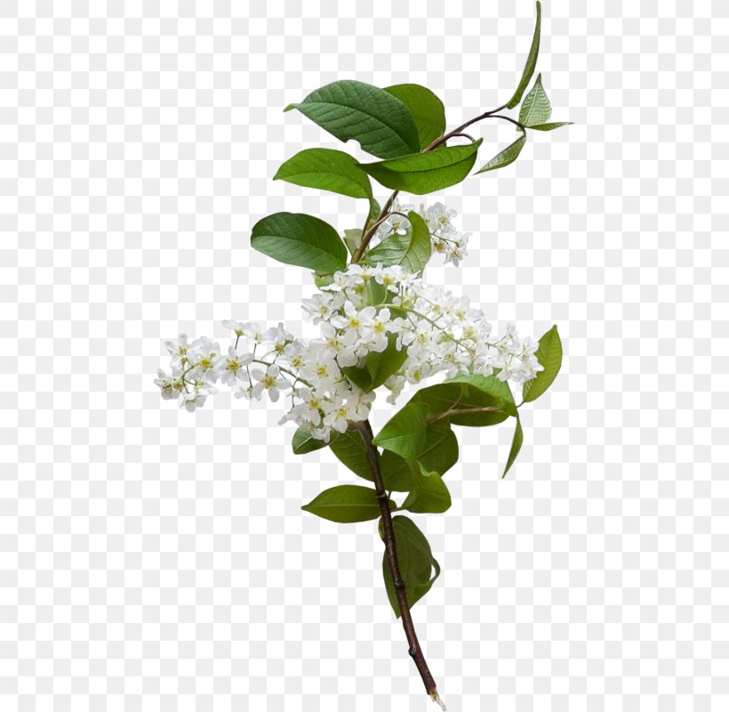 Prunus Padus Flower Plant Clip Art, PNG, 475x800px, Prunus Padus, Branch, Color, Cut Flowers, Floral Design Download Free