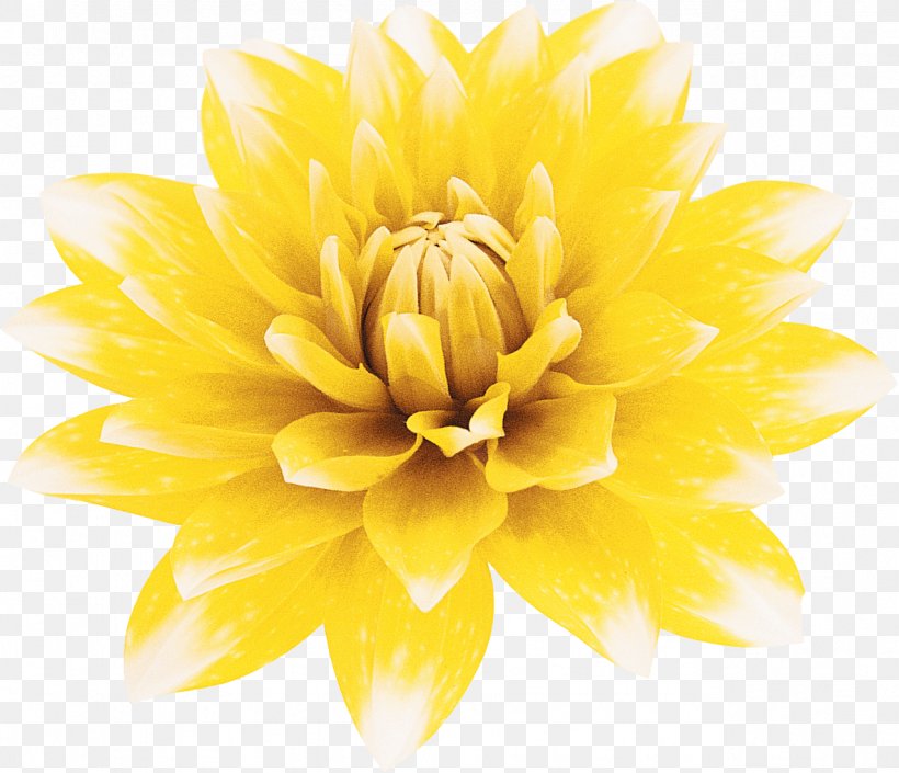 Stock Photography Flower Yellow, PNG, 1279x1101px, Photography, Chrysanthemum, Chrysanths, Cut, Cut Flowers Download Free
