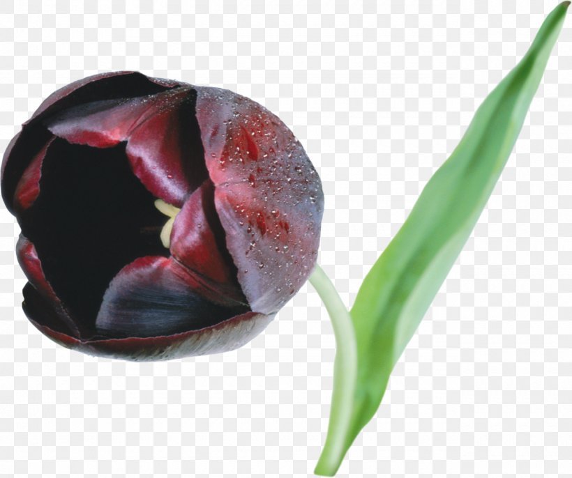 Black Tulip Flower Clip Art, PNG, 1280x1072px, Tulip, Black Tulip, Bud, Cut Flowers, Digital Image Download Free