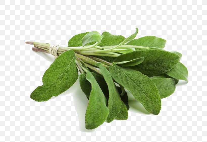 Common Sage Herb Smudging Clary Essential Oil, PNG, 800x563px, Common Sage, Basil, Choy Sum, Clary, Collard Greens Download Free