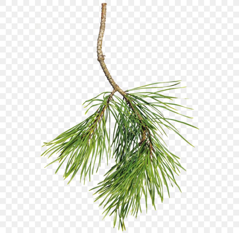 Clip Art Spruce Pine Tree, PNG, 600x800px, Spruce, Branch, Christmas Day, Christmas Ornament, Conifer Download Free