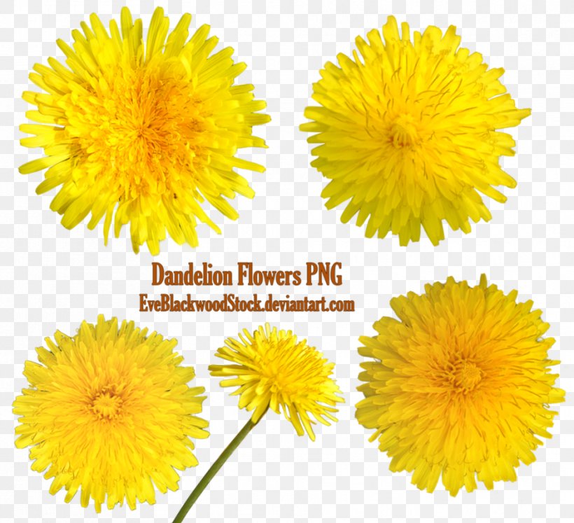 Dandelion Clip Art, PNG, 936x853px, Dandelion, Calendula, Chrysanths, Cut Flowers, Daisy Family Download Free