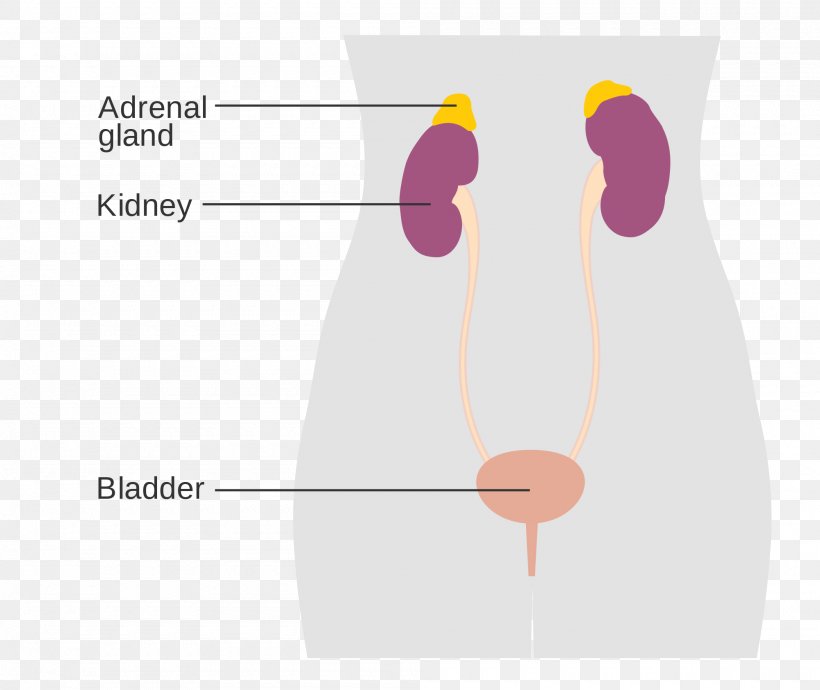Excretory System Adrenal Gland Endocrine System Male Diagram, PNG, 2000x1685px, Watercolor, Cartoon, Flower, Frame, Heart Download Free