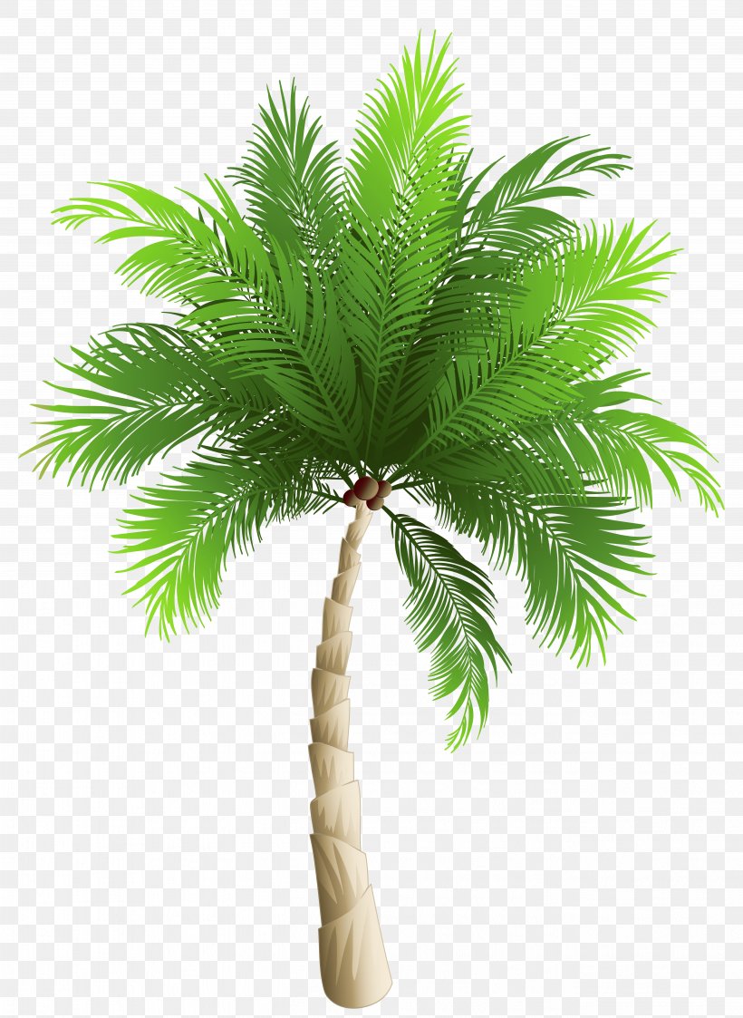 Palm Trees Date Palm Phoenix Canariensis Coconut, PNG, 5256x7199px, Phoenix Canariensis, Arecaceae, Arecales, Borassus Flabellifer, Coconut Download Free