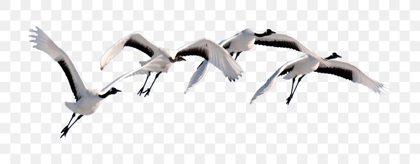 Swan Goose Flight Bird Cygnini, PNG, 812x320px, Goose, Beak, Bird, Crane Like Bird, Cygnini Download Free