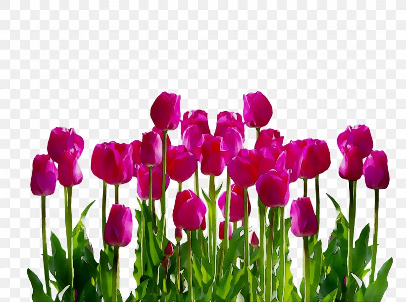Tulip Clip Art Flower Image, PNG, 2303x1712px, Tulip, Annual Plant, Botany, Bud, Bulb Download Free