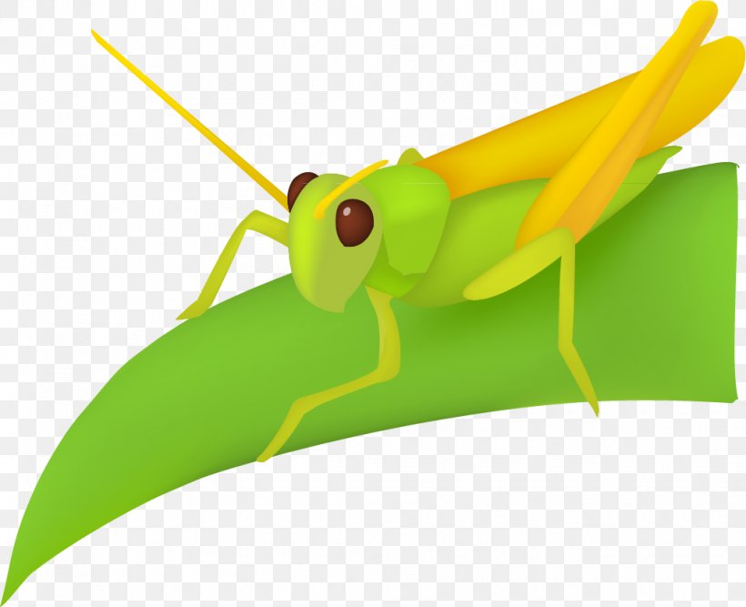 Leaf Grasshopper, PNG, 1030x839px, Insect, Amphibian, Caelifera, Cartoon, Cricket Download Free